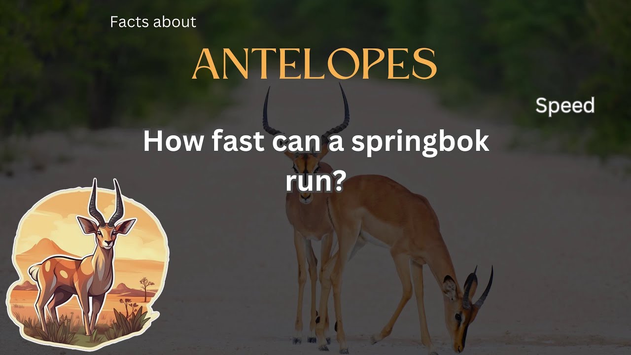 Antelope Fact 10 - How fast can a springbok run?