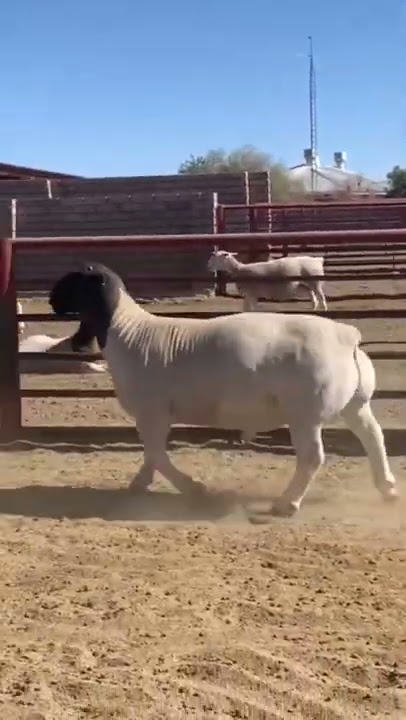 Dorper Sheep South African