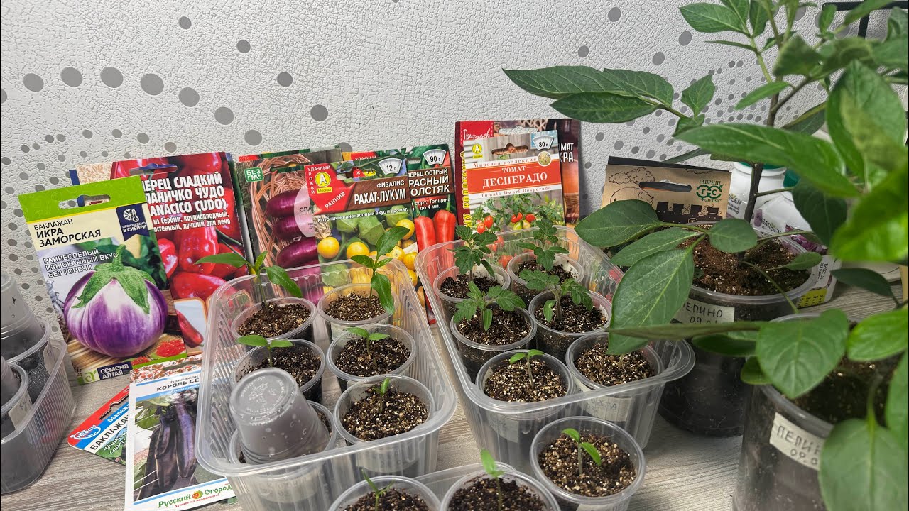 09.03.26 ОВОЩИ рассада, про лук, перец, томаты раннего посева 