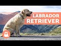 Labrador retriever  caractre soins comportement