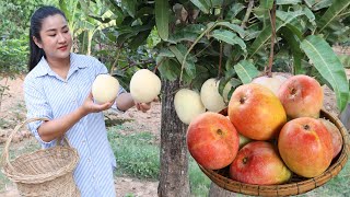 &#39;&#39; Big Apple Mango &#39;&#39;, I pick it for the first time for my recipe - Cooking with Sreypov