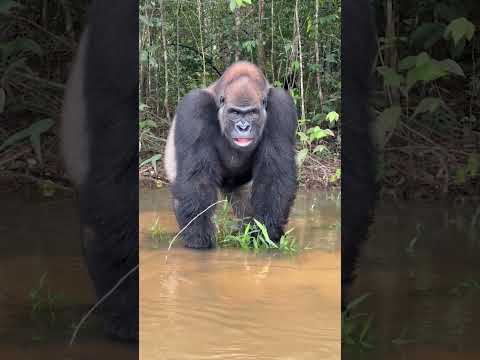 Tourist Has Extremely Close Encounter With A Silverback Gorilla