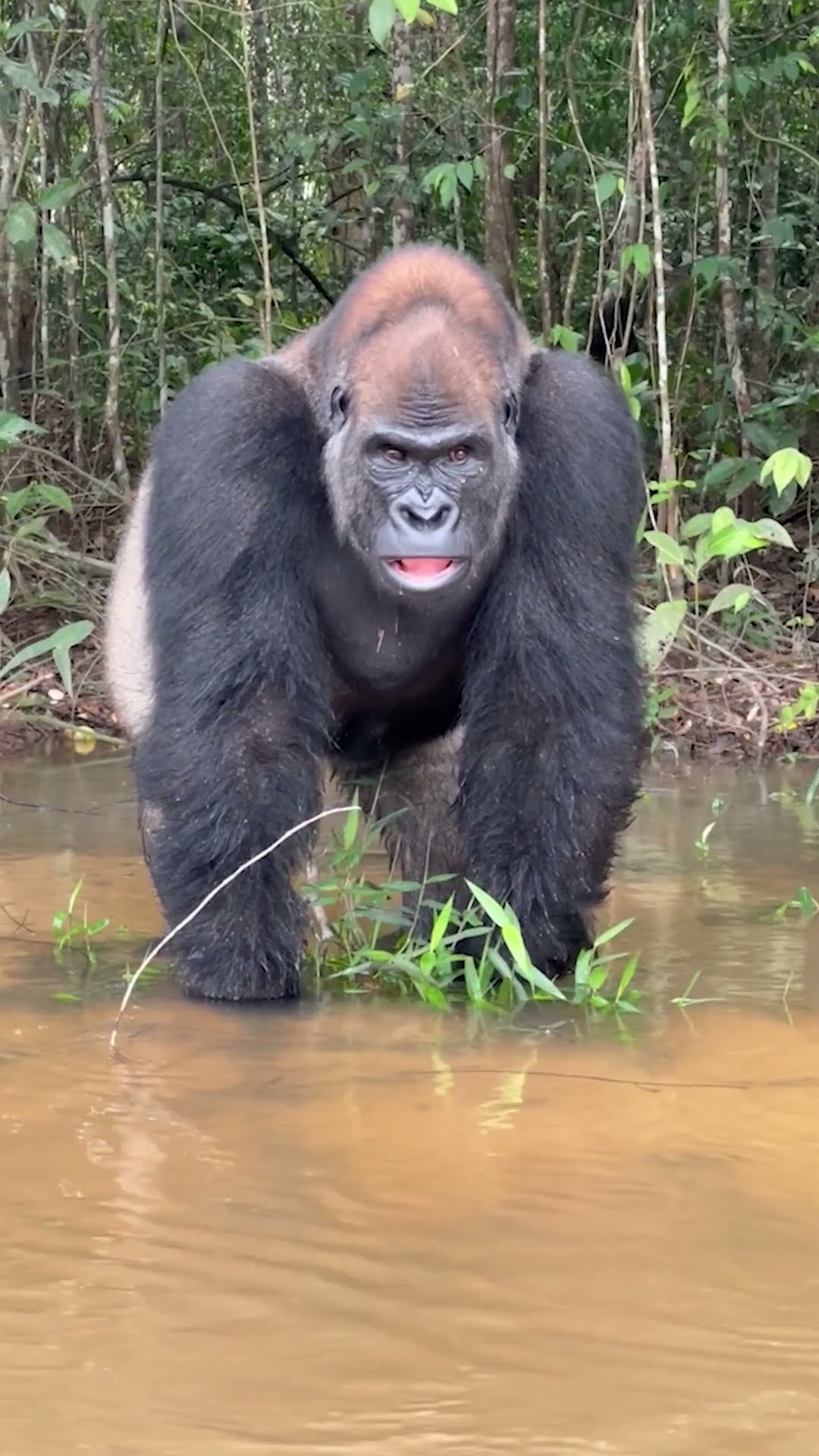 Zwischen Killer-Gorilla und Säbelzahntiger bauen wir in Soulmask ein Imperium auf!