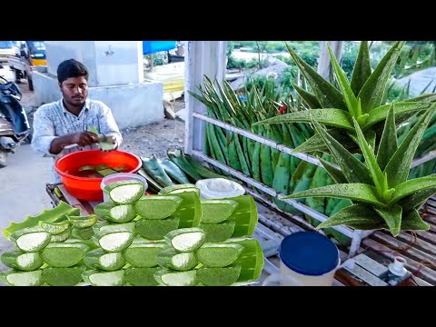 Aloe Vera Juice | Unique & Healthy Street Food | Indian Street Food | KikTV Network