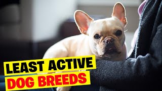 10 Lazy Dog Breeds Perfect for the Couch Dog Boulders by Amazing Dogs 789 views 6 months ago 9 minutes, 54 seconds