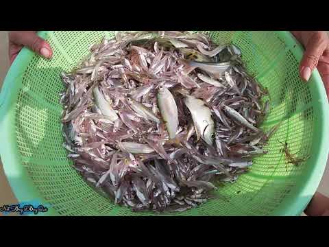 Video Mùa Nước Nỗi Thưởng Thức Món Lẩu Mắm Cá Cơm Nhúng Bông... - youtube