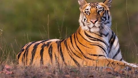 Report Text Training: Tigers