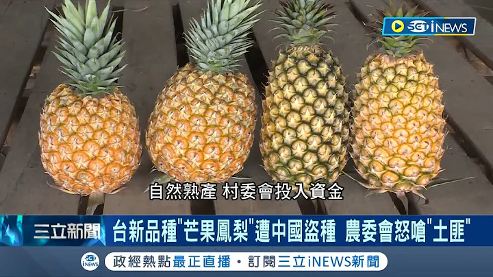 中國還想續當農產品偷竊慣犯? 台灣"芒果鳳梨"歷經20年研發 竟遭中國海南島盜種更刊載"中國台灣農試所培育" 農委會怒嗆中:土匪｜【台灣要聞】20230405｜三立iNEWS - 天天要聞