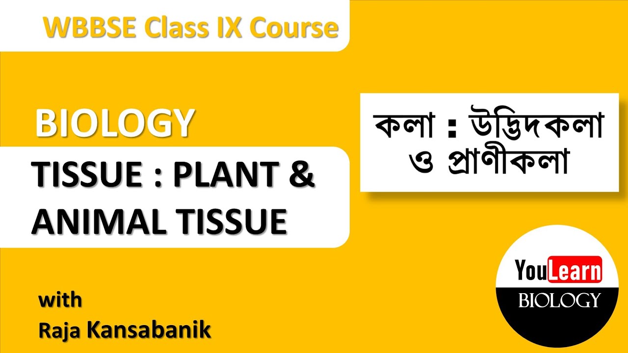 Tissue Plant Animal Tissue Class 9 In Bengali YouLearnBiology 