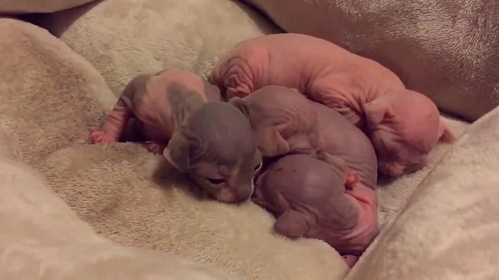 Video 1202561: sphynx baby kitten, kitten newborn baby