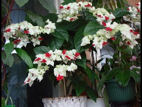 Video: Clerodendrum Ni Mrs Thomson