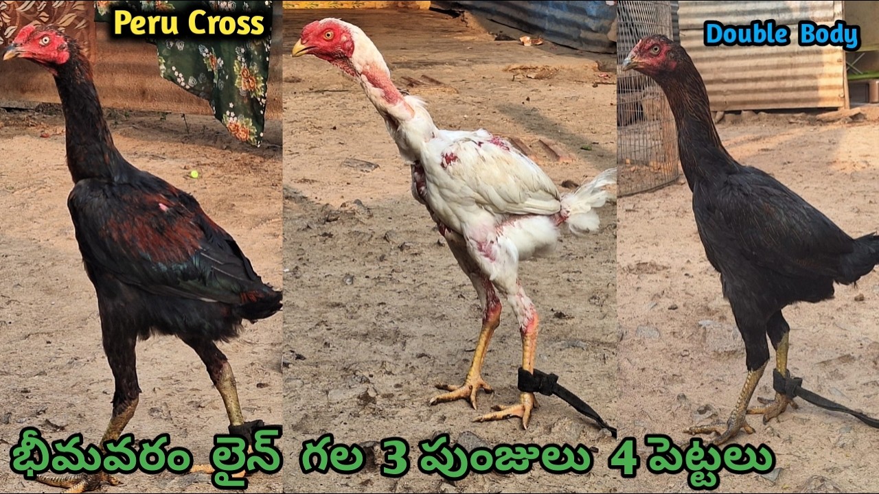మెట్టవాటం గల 7 కోళ్ళు అమ్మబడును||Bhimavaram Line||9059575889||Mettavatam & Peru Cross||#mettavatam.!