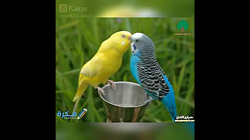 صوت عصافير روعه 
