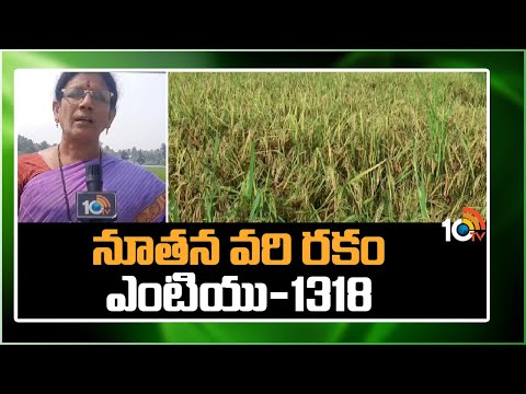 నూతన వరి రకం ఎంటియు-1318 | MTU 1318 Paddy Variety | Matti Manishi | 10TV News - 10TVNEWSTELUGU