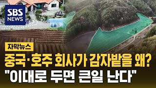 중국·호주 회사가 감자밭을 왜?...전문가들 '이대로 두면 큰일 나' (자막뉴스) / SBS