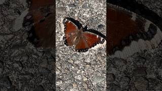 Beautiful butterfly #shortsfeed #shortsvideo #naturetherapy #butterfly #nature #beautifulbutterfly