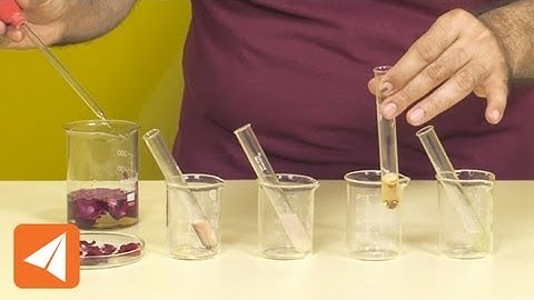 China rose water as an acid base indicator | Acids & Bases | Chemistry