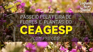 PREÇO DE PLANTAS - FEIRA DE FLORES E PLANTAS DO CEAGESP SÃO PAULO - FLORES, PLANTAS E ARTESANATO