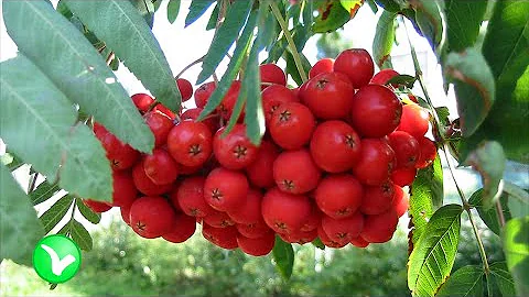 Рябина красная -  польза и вред.