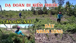 DẠ ĐOÀN ĐI KIẾM THUỐC :' CÂY GẠC NAI VÀ DÂY NHÃN LÒNG '.