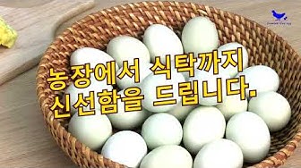 무항생제계란 - Youtube