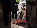 Just living a busy mom life with dogs