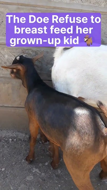 how-to-wean-a-kid-how-goats-wean-their-kids-breastfeeding-a-goat