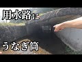 近所の水路と川にうなぎ筒を仕掛ける