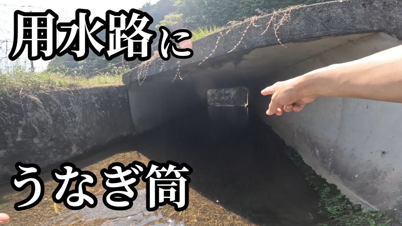 近所の水路と川にうなぎ筒を仕掛ける