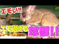 【小さなお猿さん】ショウガラゴに固定カメラを仕掛けてみた結果・・I set up a fixed camera on Senegal bushbaby