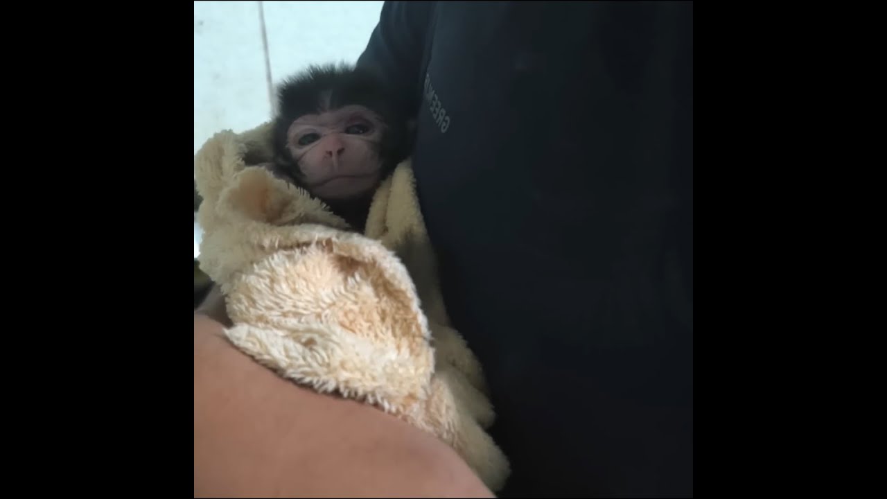 The Eyes of a Monkey, Carrying Countless Sad Stories in the Great Forest