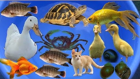 Đi bắt cá dưới rạch nước, cá rô phi, con rùa, con vịt,  đồ chơi con vật  mèo, con cua, con tôm #15