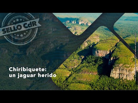 Chiribiquete, un jaguar herido