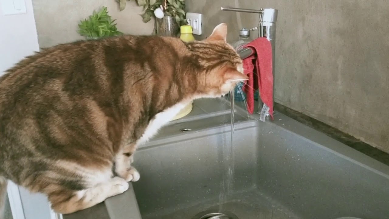 Cute Cat Drinking Water YouTube