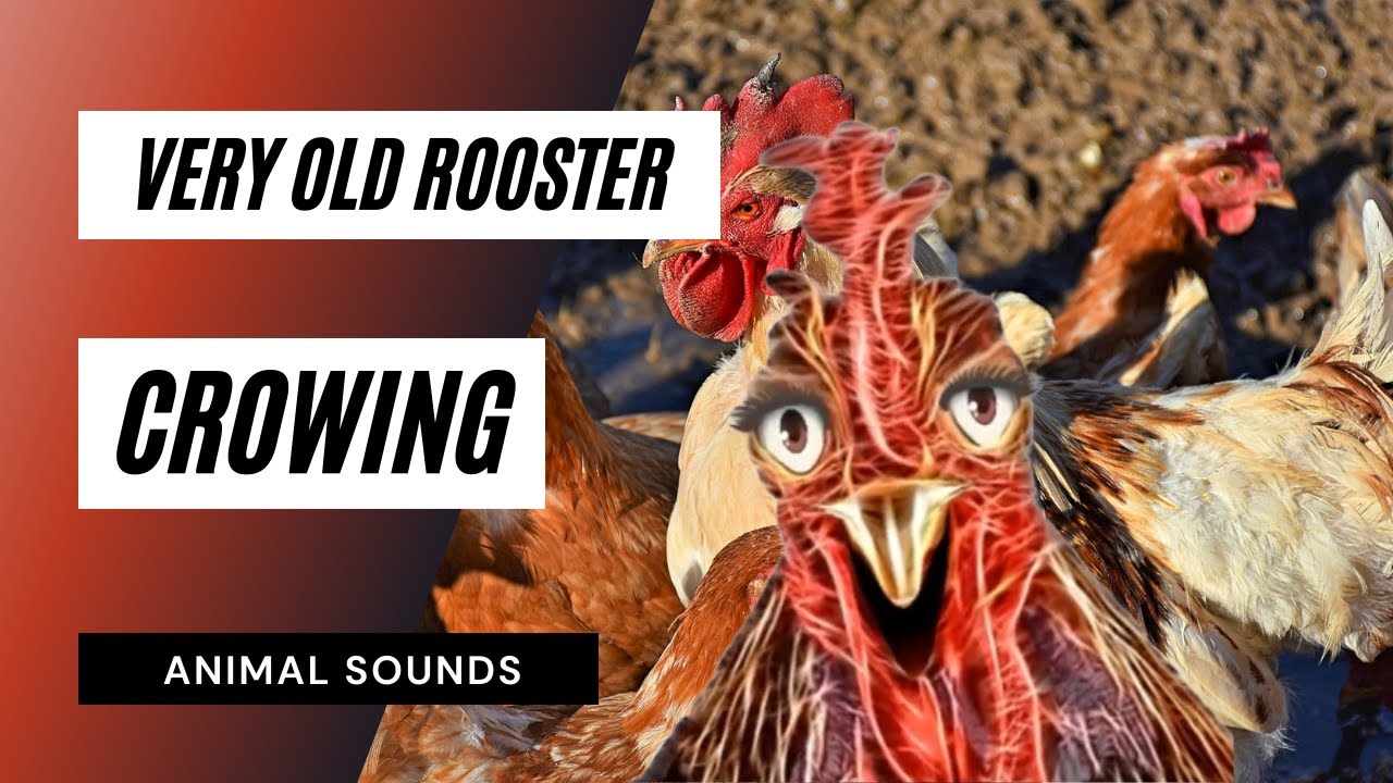 Very Old Rooster Crowing - roosters crowing – funny old rooster videos –  funny roosters video - YouTube