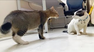 Cat fight sound #cat #cats #catvideos #angrycat