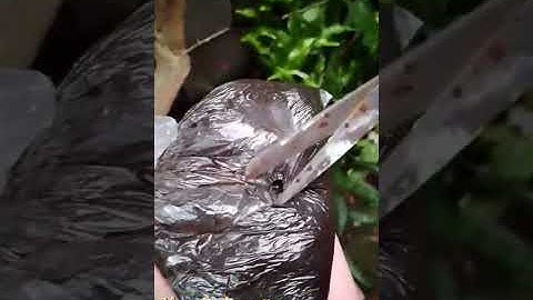 Marcotting TLE 6 | Hera’s Performance Task