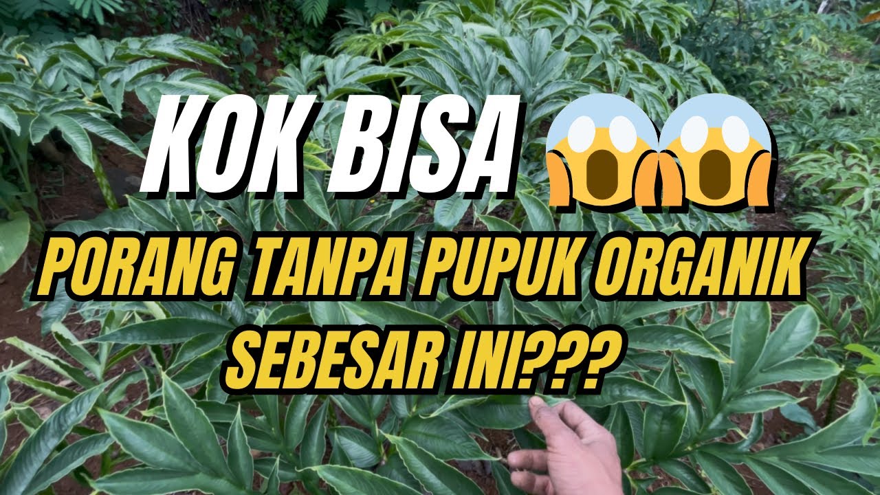 Ajaib! Porang Tumbuh Subur Pakai Ini!!! #porang  #pertanian