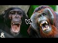 CHIMPANZEE VS ORANGUTAN - Who Would Win a Fight?