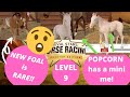 NEW foals are RARE! POPCORN bred a mini me! Completing LEVEL 9! Rival Stars Horse Racing