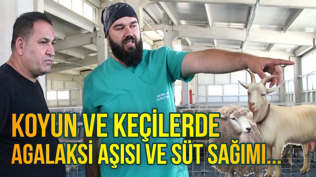 Koyun ve Keçilerde Agalaksi Aşısı ve Süt Sağımı(Prof. Dr. Yaşar Ergun Anlatıyor) - Koyuncu #agalaksi