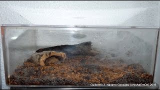 Ischnothele Caudata - Apareamiento