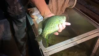 Electrofishing with WDFW