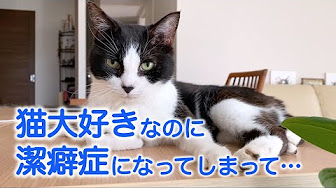 実話の猫ねこ話 感動 ほっこり 不思議 かわいい Youtube