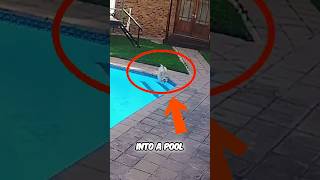 The Puppy Couldnt Swim