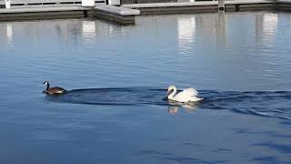 Mute Swan vs Canada Goose Fight in 4K | Nikon Coolpix Wildlife Clash