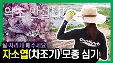 자소엽 / "20대가 알려주는 자소엽(차조기) 심는 방법 & 자소엽 모종 심기, 여러분도 할 수 있어요!?