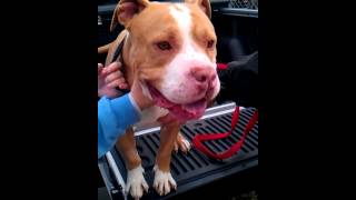 Winston, Pit Bull, Gets Off The Truck... Njcas