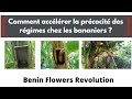 Comment accélérer la précocité des régimes chez les bananiers?