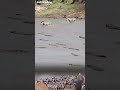 Wild Power War Between Zebra Herd and Crocodile Pack! #ytshorts